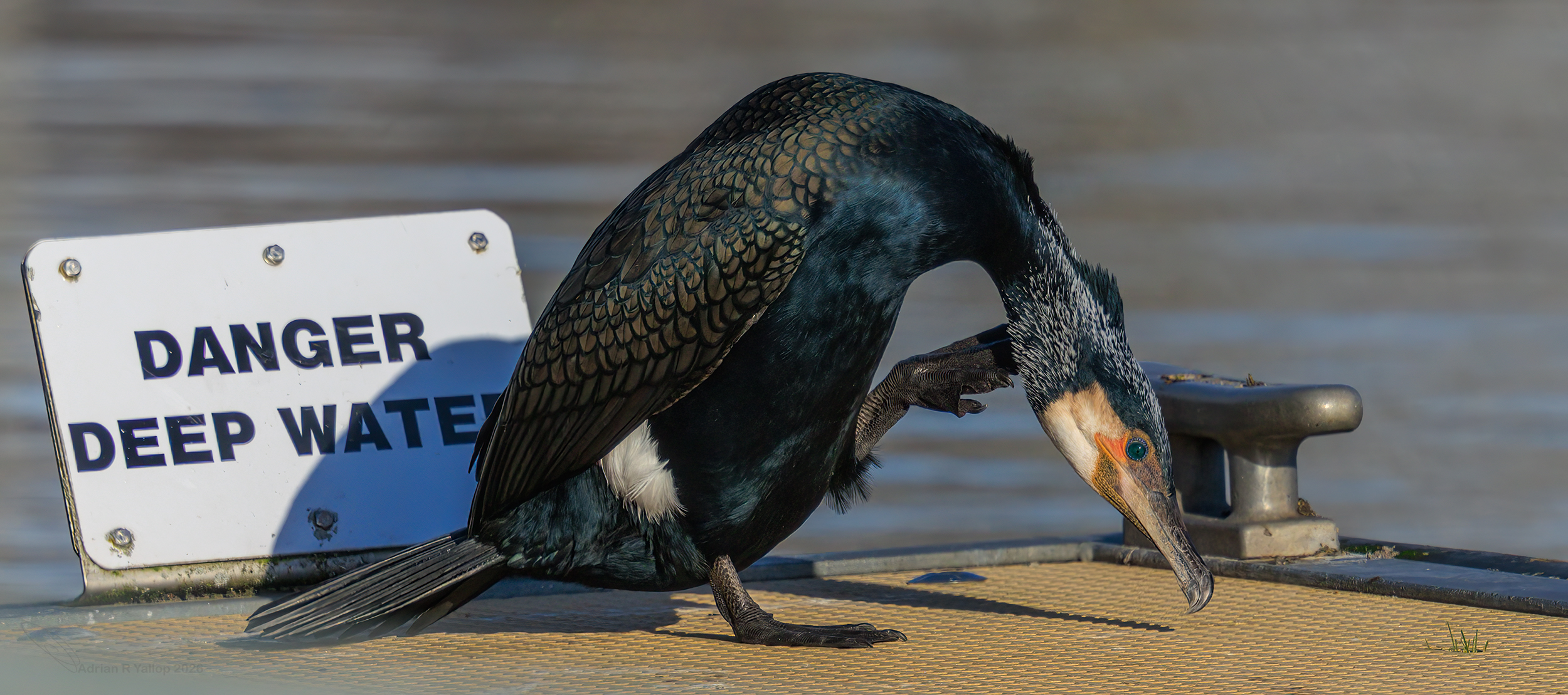 Phalacrocorax carbo